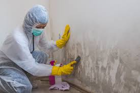 Reliable Peebles, OH Mold Inspection Solutions